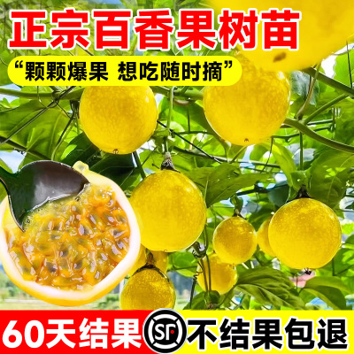 钦蜜9号黄金百香果树苗广