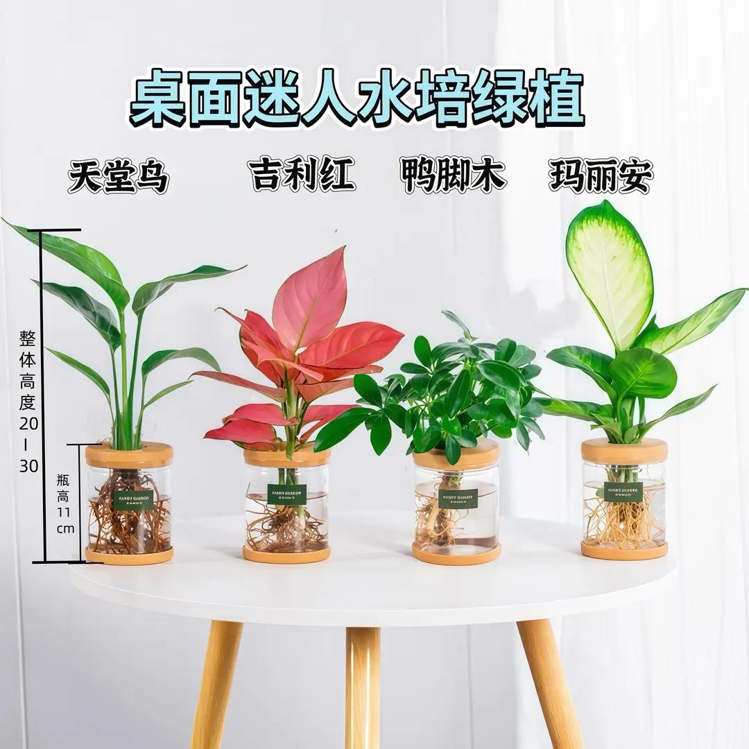 水培植物龟背竹天堂鸟室内