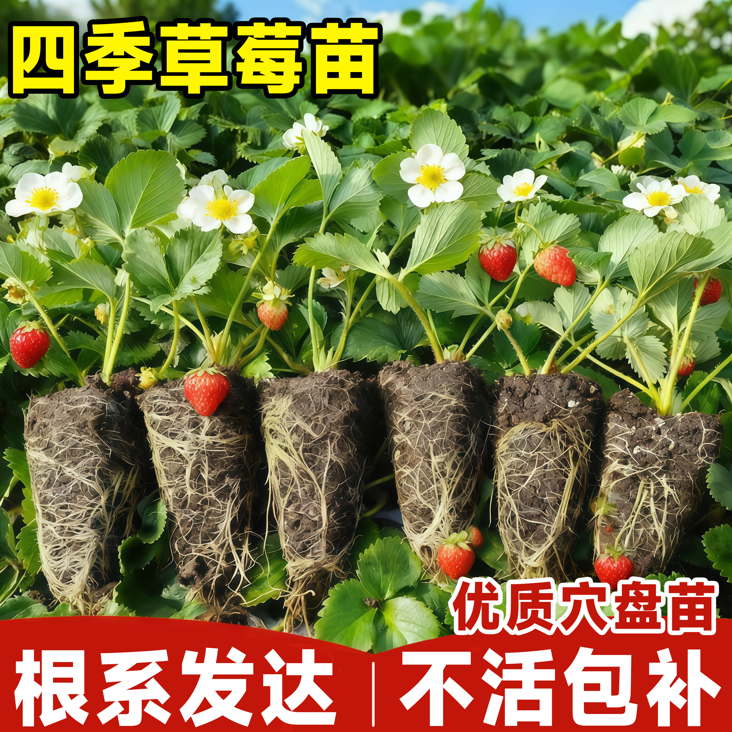 草莓苗秧四季结果盆栽种子