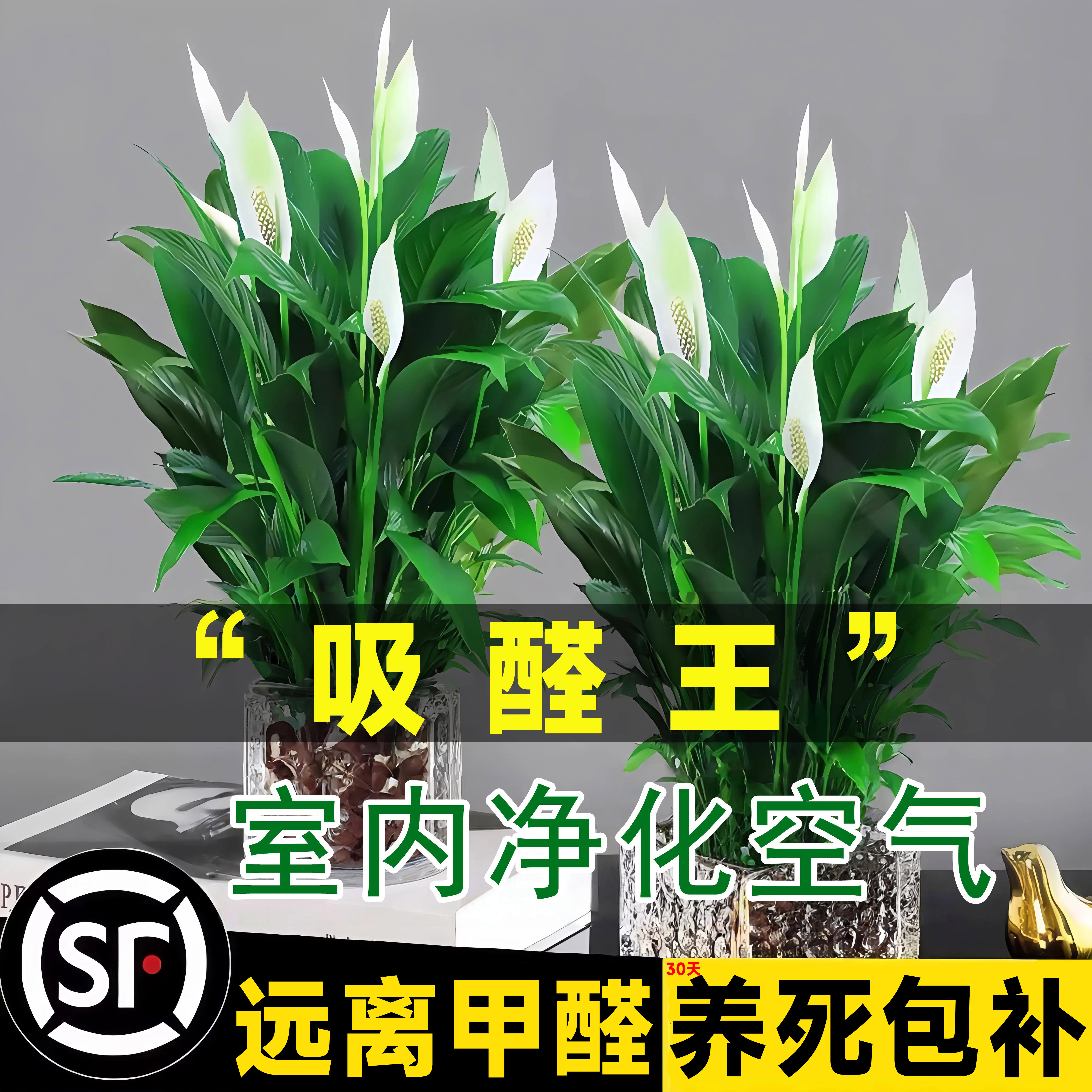 白掌盆栽一帆风顺绿萝箩花卉四季植物室内花水土培红掌绿植发财树