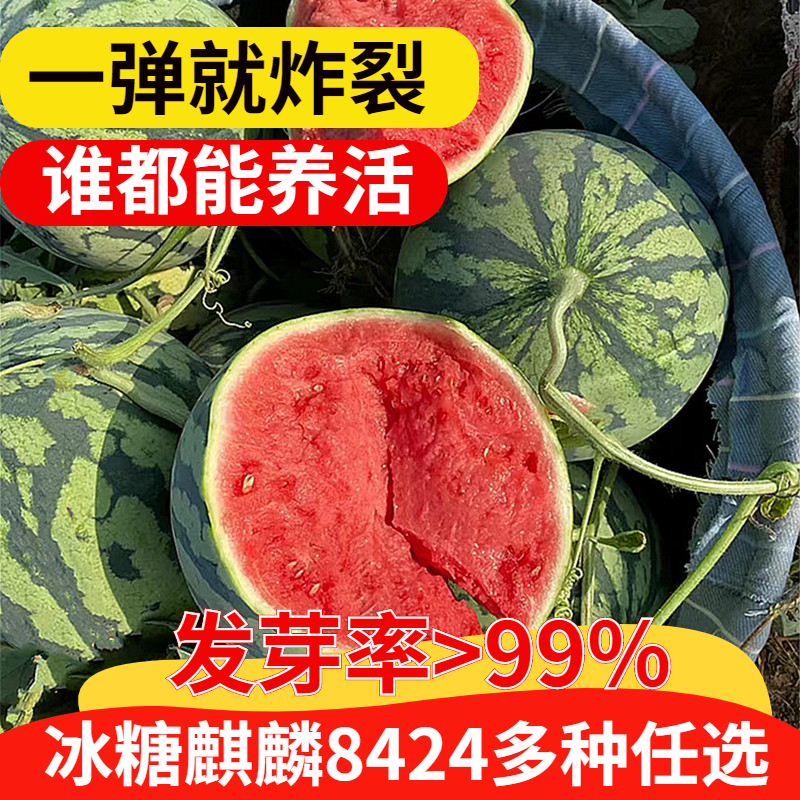 冰糖麒麟西瓜种籽842无子水果蔬