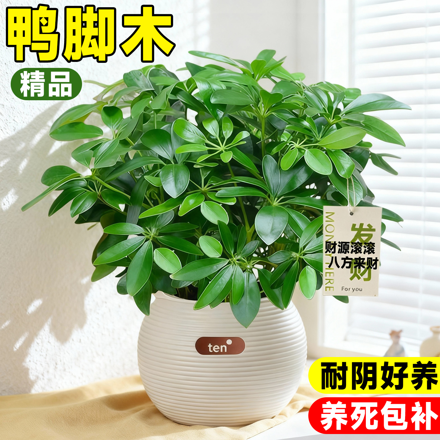 八方来财鸭脚木四季常青室内阳台桌面绿植盆栽花卉发财树苗七叶莲