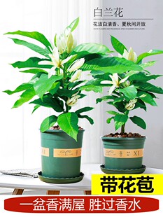 白兰花盆栽玉兰花树苗带花苞黄兰室内庭院浓香型花卉四季开植物