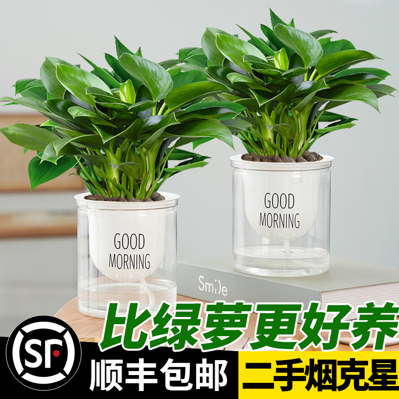 金钻办公室盆栽绿箩植物室内花无