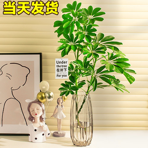 水培鸭脚木盆栽绿植物室内客