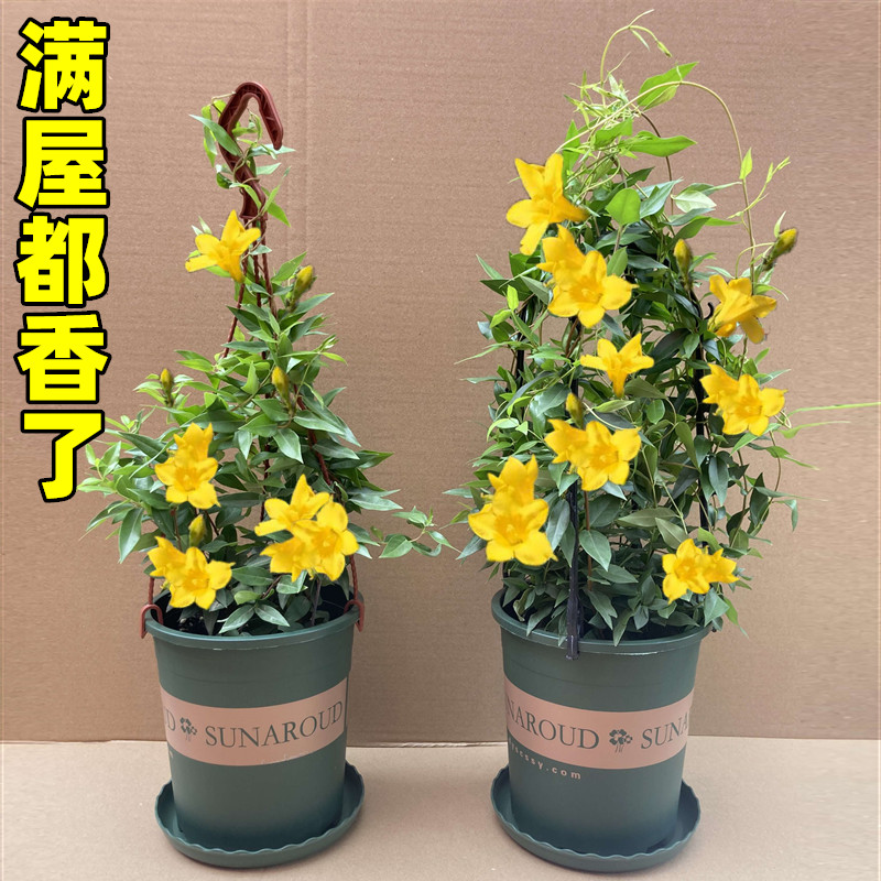 法国香水藤盆栽室内花卉飘香藤庭院茉莉花爬藤蔓植物四季开花绿植-封面