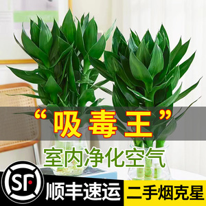 观音竹富贵水培植物带根花