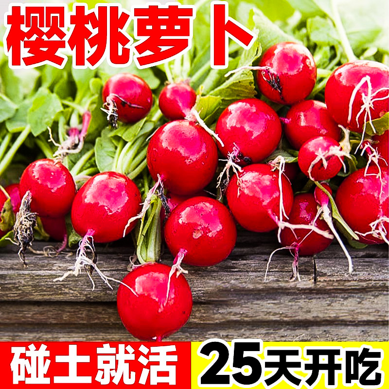 水果樱桃萝卜种籽大全四季阳