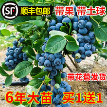 蓝莓树果苗带果蓝莓苗盆栽果树苗当年结果南北方种植兔眼特大阳台