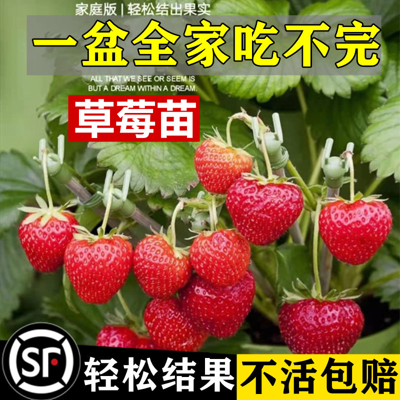 奶油草莓苗盆栽种籽子带盆带土红颜四季结果可食用阳台种植新秧苗