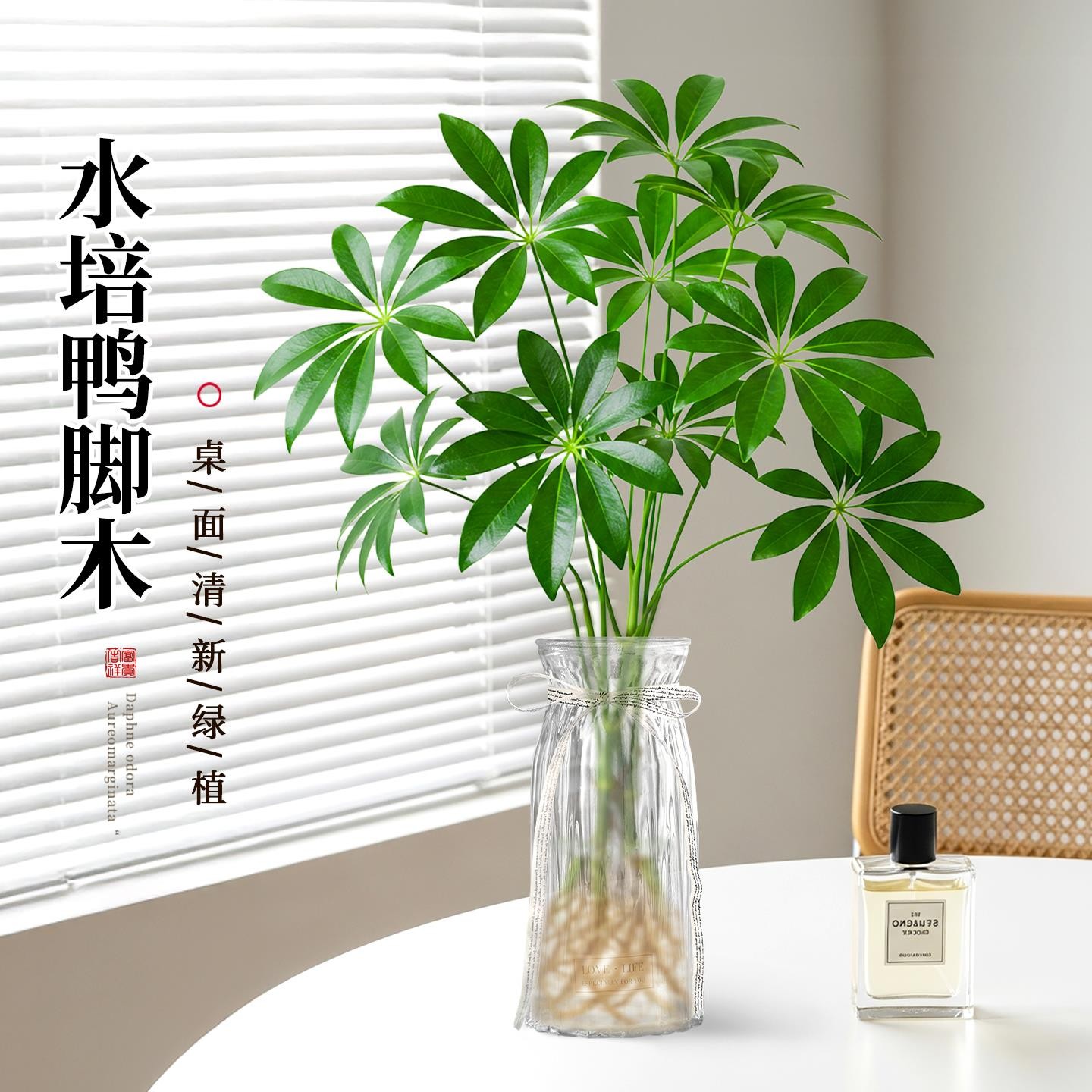 八方来财鸭脚木水培植物室内盆栽好养四季常青办公室绿植驱蚊招财