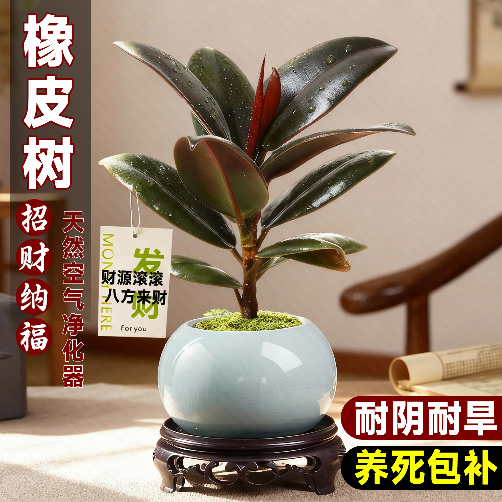 黑金刚橡皮树盆栽净化空气