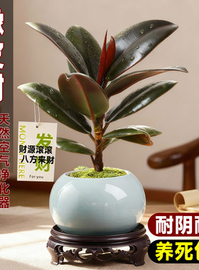 黑金刚橡皮树盆栽净化空气