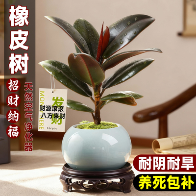 黑金刚橡皮树盆栽净化空气