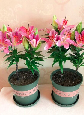 进口香水百合花种球盆栽大丽花卉绿植物室内好养活四季开郁金香