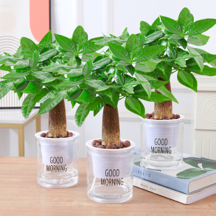 发财树室内小盆栽绿植花卉水培植物绿萝文竹四季 好养活办公室桌面