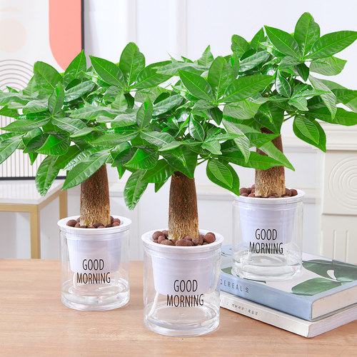 发财树室内小盆栽绿植花卉