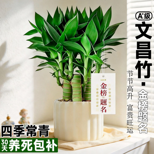 文昌竹4支富贵带根金榜题