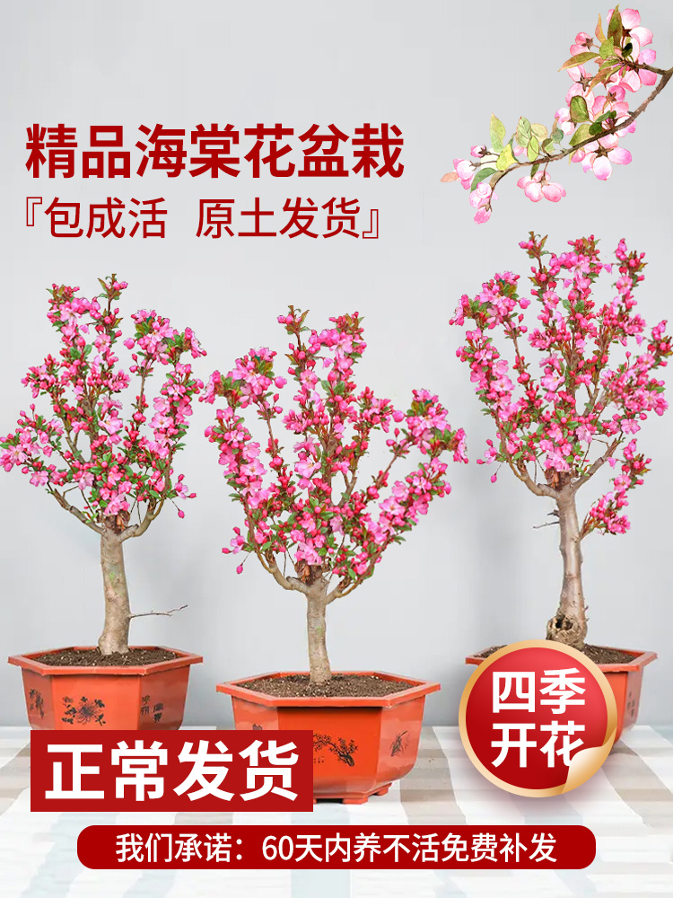 垂丝海棠花盆栽树苗老桩四季开