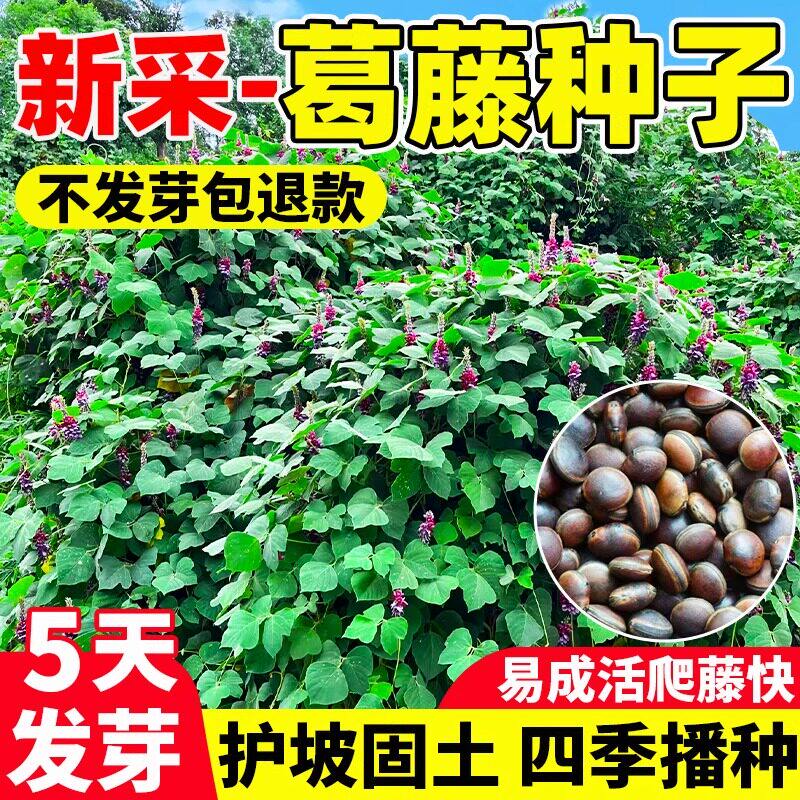 葛藤种爬山虎爬藤植物灌木种籽油麻藤牵牛花边坡绿化矿山复绿护坡