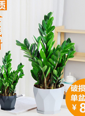 金钱树盆栽植物室内好养花卉客厅四季办公室大发财树招财绿植盆景