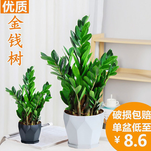 绿植好养四季办公室招财金钱树