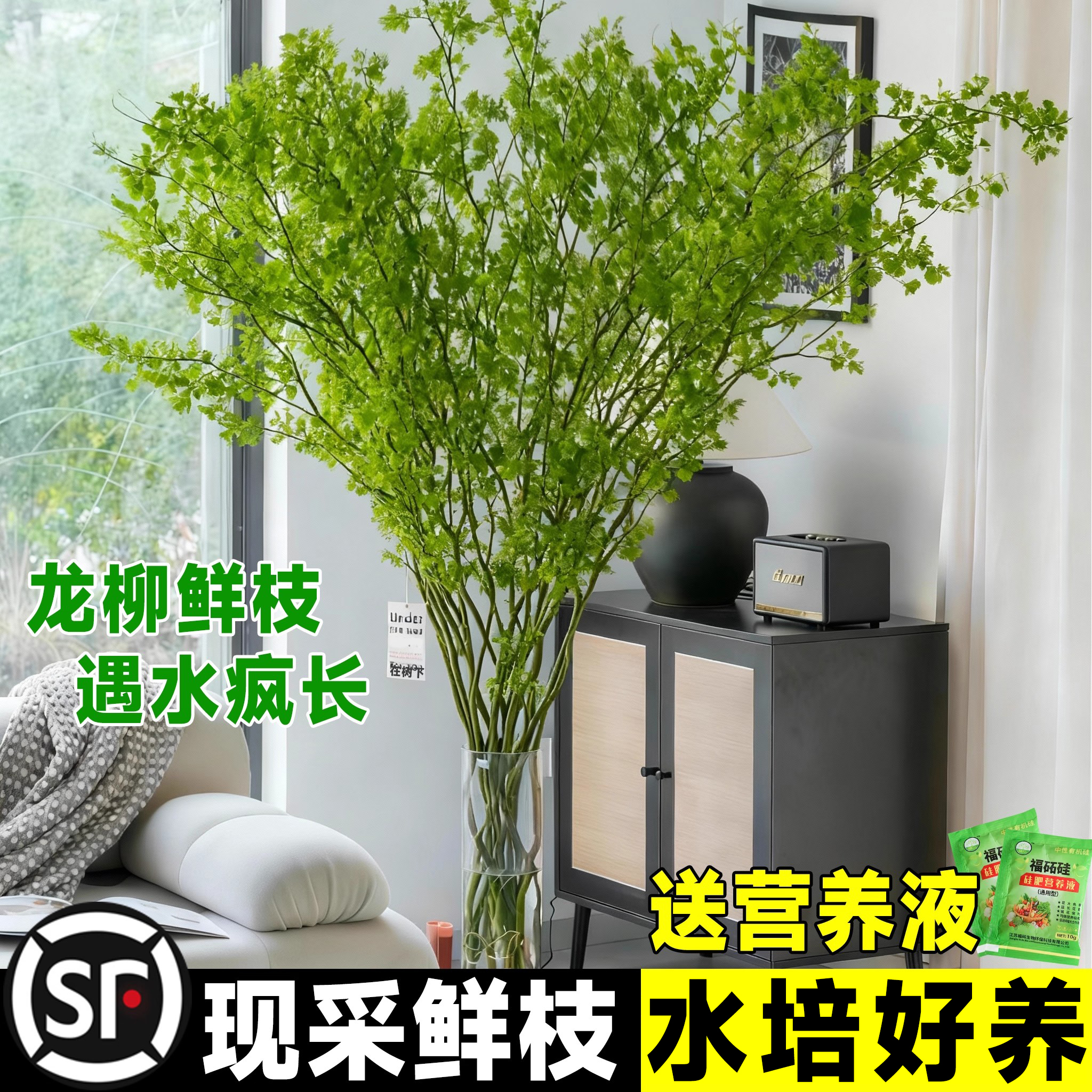 龙柳鲜枝水培绿植物插花卉客厅富贵竹室内盆栽四季好养活枯木逢春