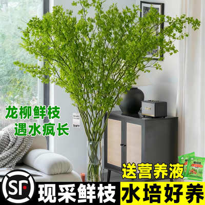 龙柳鲜枝水培绿植物插花卉客厅富贵竹室内盆栽四季好养活富贵竹