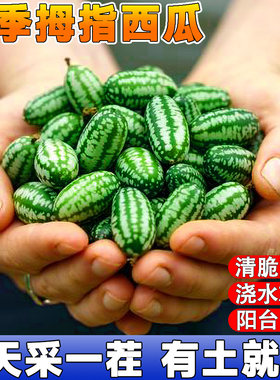 拇指西瓜种子高产迷你小薄皮