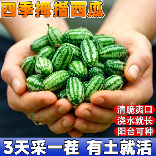 拇指西瓜种子高产迷你小薄皮