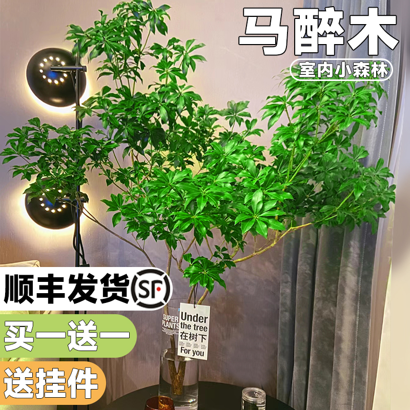 水养客厅活树吊钟马醉日本鲜