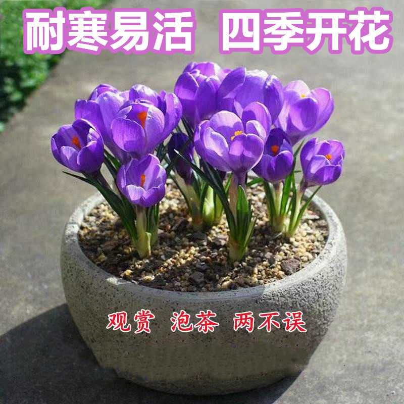 正宗藏红花种球耐寒番红花苗种子藏红花盆栽自种女用秋冬开花球根