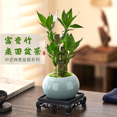 富贵竹室内植物节高桌面绿