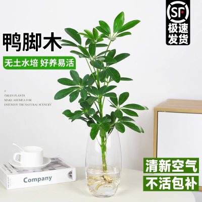 水培鸭脚木绿植盆栽室内八