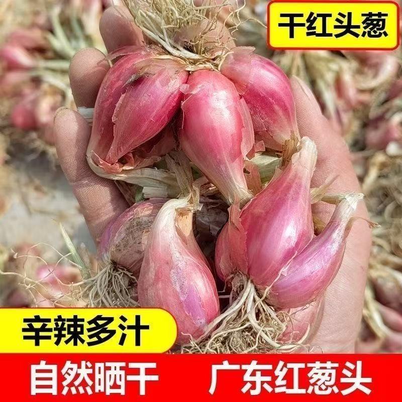 正宗广东红葱头红皮干小香葱紫皮葱食用香料种子炸葱油酥新鲜包邮