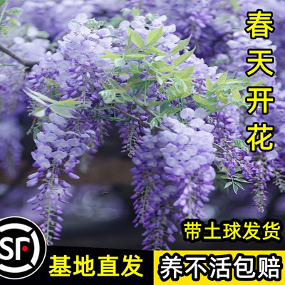 紫藤树苗攀援爬墙植物庭院好养活