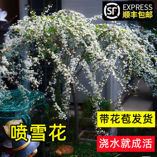 雪柳花树苗庭院耐寒耐冻盆栽花卉绿化风景树棒棒糖重瓣喷雪花苗木