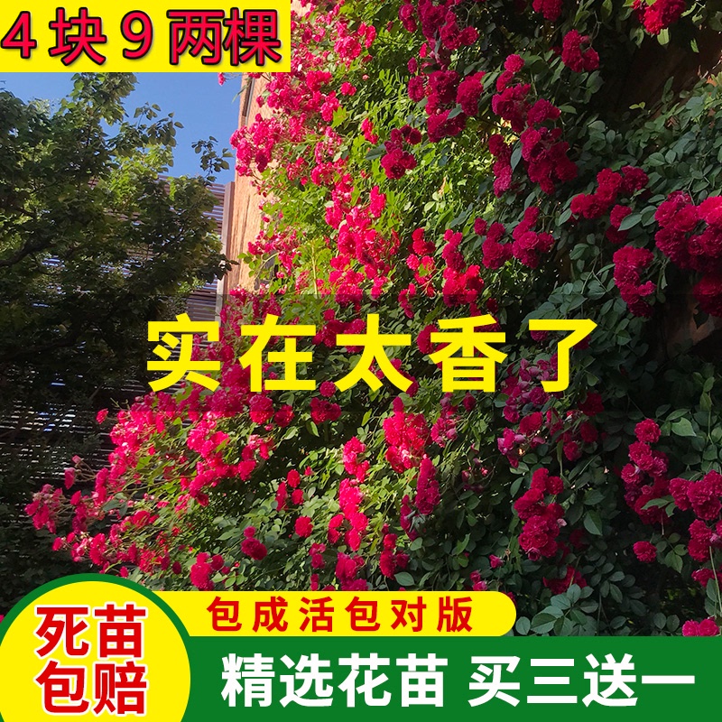 黄木香花苗爬藤植物四季开花盆栽甜蜜红木香大苗重瓣带花白木香