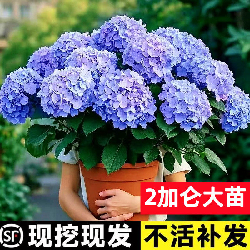 大花无尽夏【包活60天】绣球花苗图片