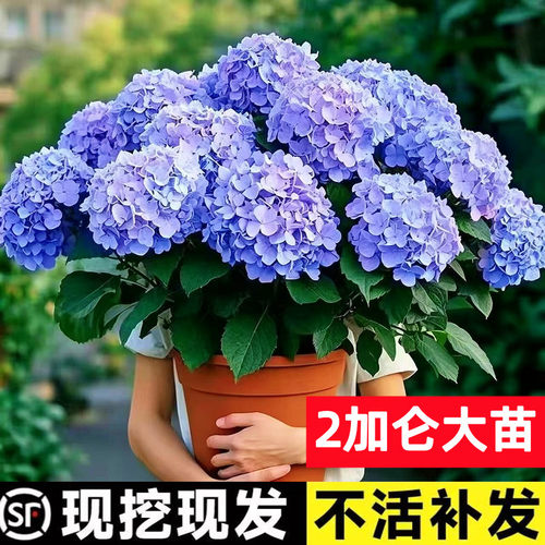 大花无尽夏【包活60天】绣球花苗