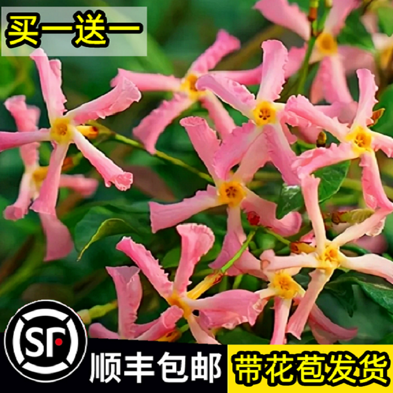 粉色爬藤植物阳台风车茉莉