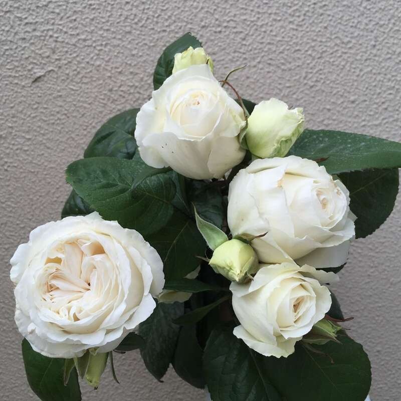 天鹅古董棒棒糖 棒棒糖月季 花苗玫瑰庭院浓香嫁接树状盆栽