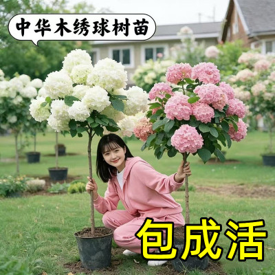顺丰送到家【包活一年】中华绣球