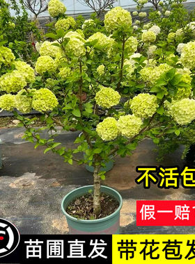 顺丰送货上门木本绣球带花苞发货