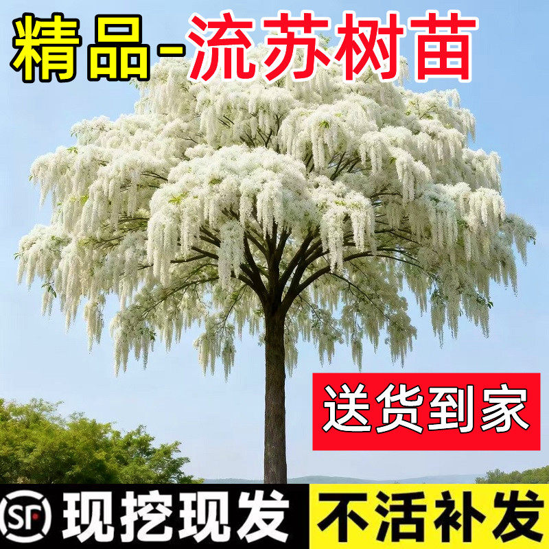 流苏树苗阳台盆栽庭院地栽南北方好养活梦幻流苏花高端名贵风景树