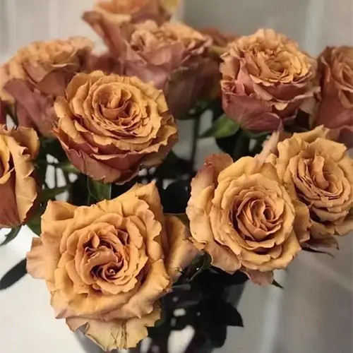 山姆月季 太妃糖超新品厄瓜多尔玫瑰花苗咖啡色盆栽阳台花卉