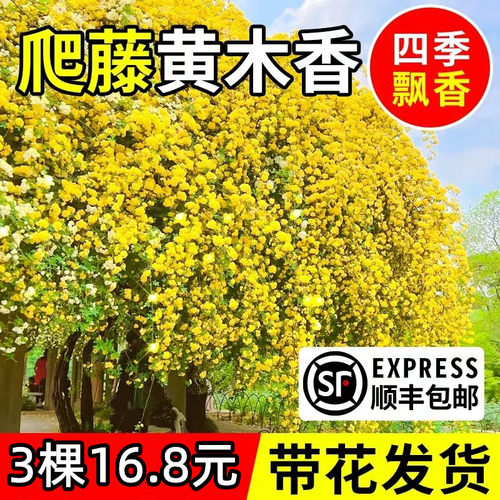 木香花爬藤庭院四季开花植物带花