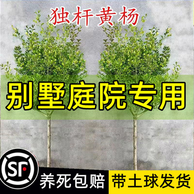 精品独杆黄杨树四季常青养死包赔