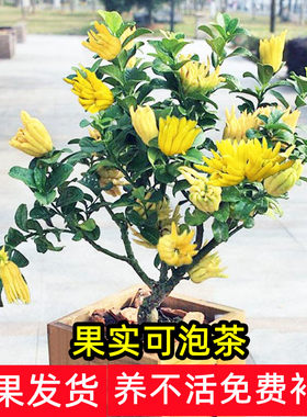 佛手盆栽带果金华果树庭院花卉