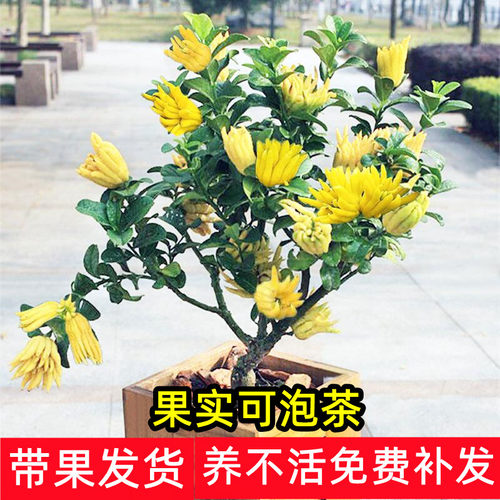 佛手盆栽带果金华果树庭院花卉